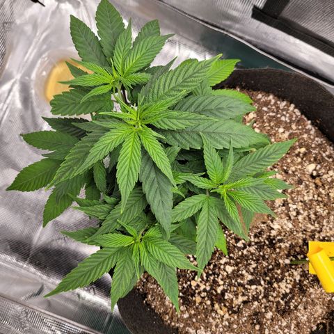 Unknown strain growlog timeline photo