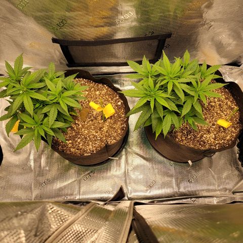 Unknown strain growlog timeline photo