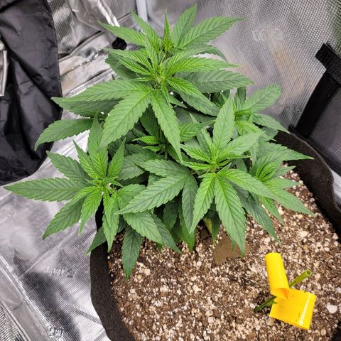 Unknown strain growlog timeline photo