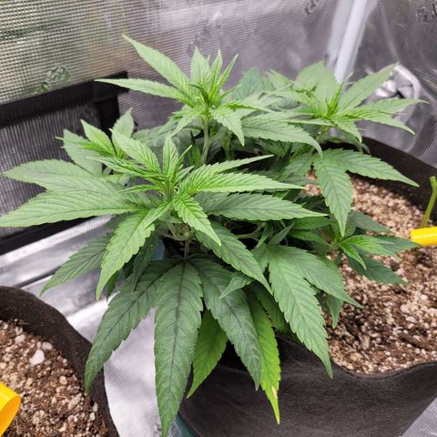 Unknown strain growlog timeline photo