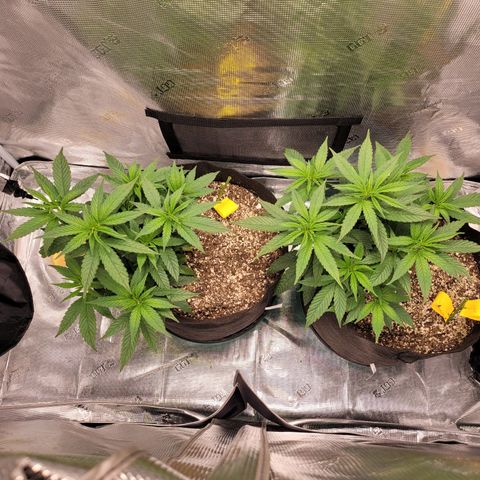 Unknown strain growlog timeline photo