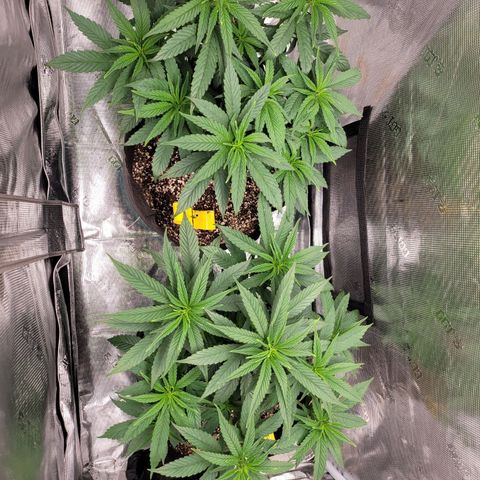 Unknown strain growlog timeline photo