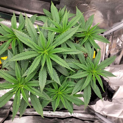 Unknown strain growlog timeline photo