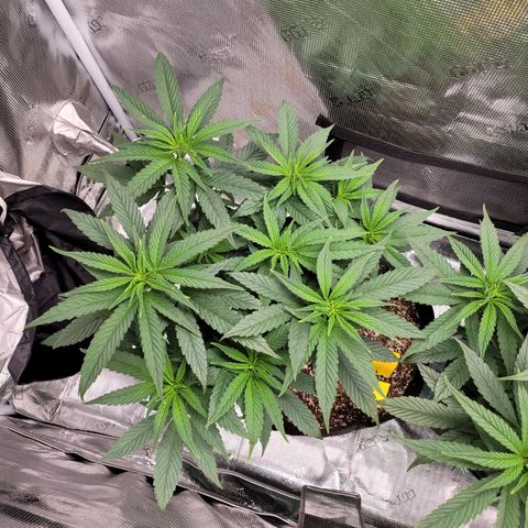 Unknown strain growlog timeline photo