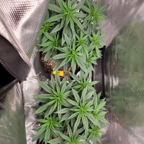 Unknown strain growlog timeline photo