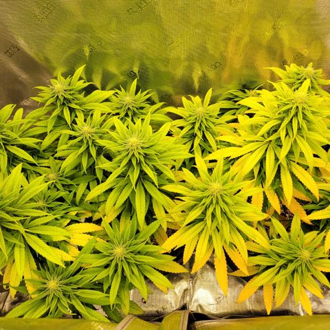 Unknown strain growlog timeline photo