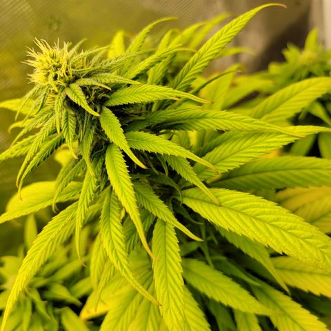 Unknown strain growlog timeline photo