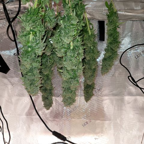 Unknown strain growlog timeline photo