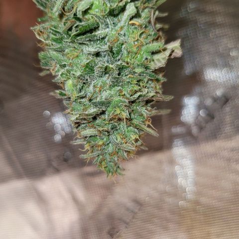 Unknown strain growlog timeline photo