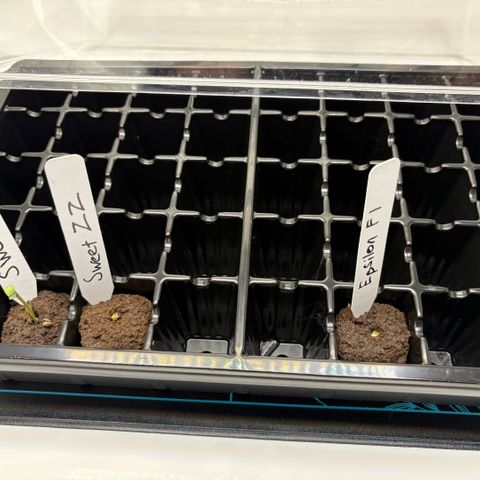 Sweet ZZ #1 growlog timeline photo