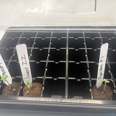 Sweet ZZ #1 growlog timeline photo