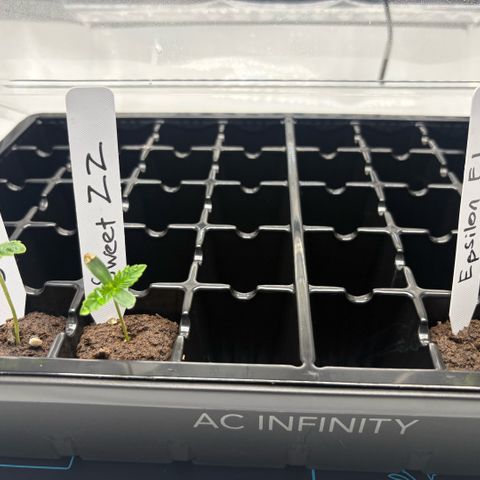 Sweet ZZ #1 growlog timeline photo
