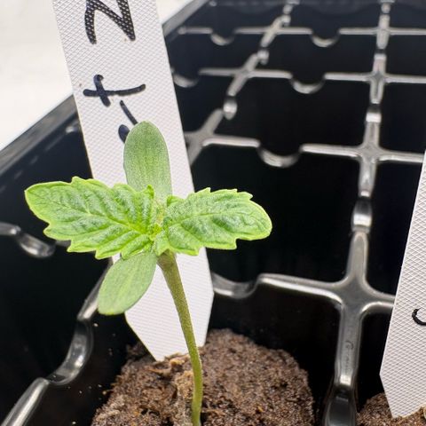 Sweet ZZ #1 growlog timeline photo