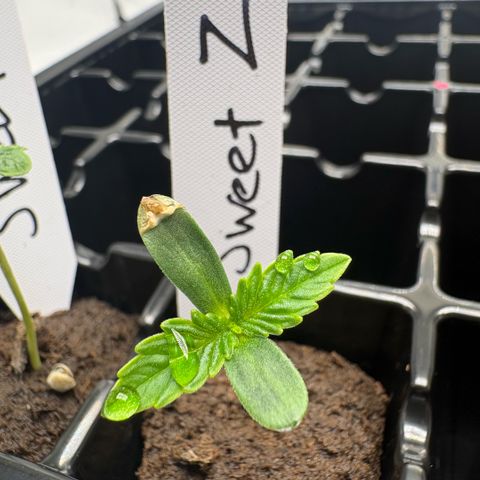 Sweet ZZ #2 growlog timeline photo