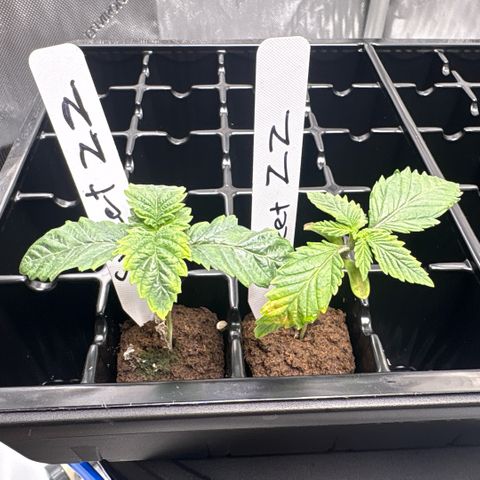 Sweet ZZ #1 growlog timeline photo