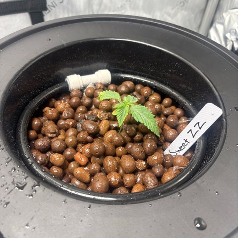Sweet ZZ #2 growlog timeline photo