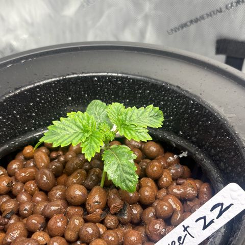Sweet ZZ #1 growlog timeline photo