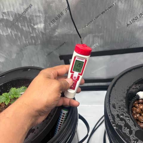 Sweet ZZ #1 growlog timeline photo