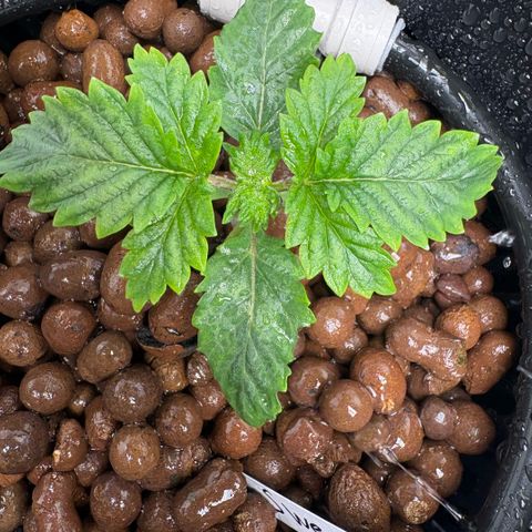 Sweet ZZ #1 growlog timeline photo
