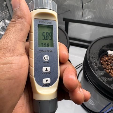 Sweet ZZ #1 growlog timeline photo