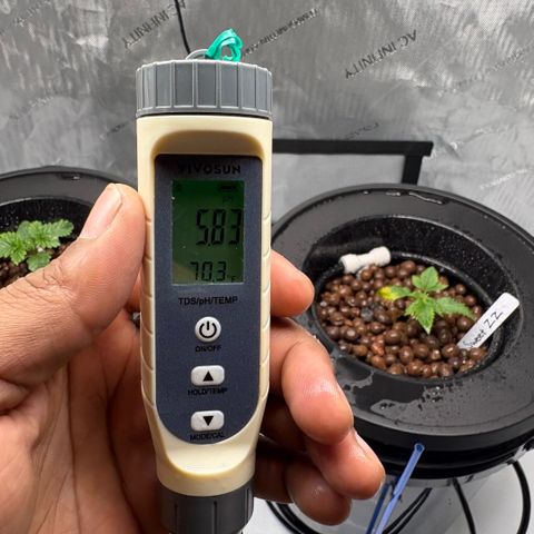 Sweet ZZ #2 growlog timeline photo