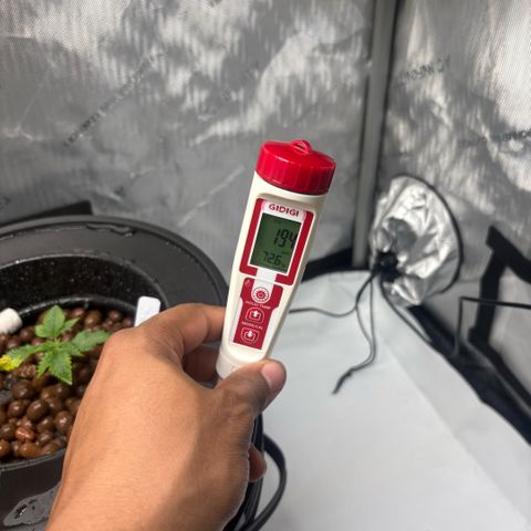 Sweet ZZ #2 growlog timeline photo