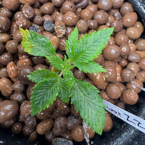 Sweet ZZ #2 growlog timeline photo