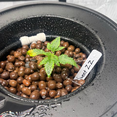 Sweet ZZ #2 growlog timeline photo