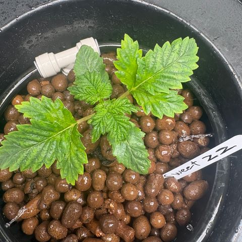 Sweet ZZ #1 growlog timeline photo