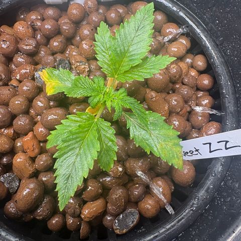 Sweet ZZ #2 growlog timeline photo