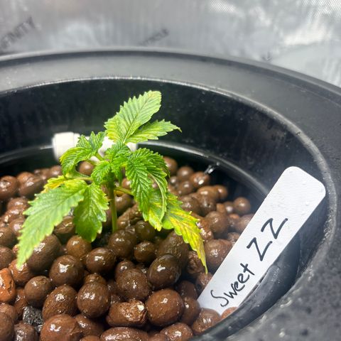 Sweet ZZ #2 growlog timeline photo