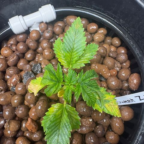 Sweet ZZ #2 growlog timeline photo