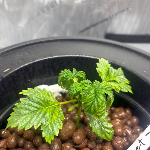 Sweet ZZ #1 growlog timeline photo
