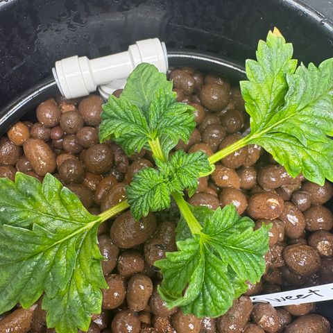 Sweet ZZ #1 growlog timeline photo