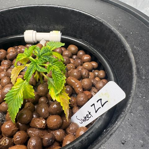 Sweet ZZ #2 growlog timeline photo