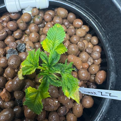 Sweet ZZ #2 growlog timeline photo