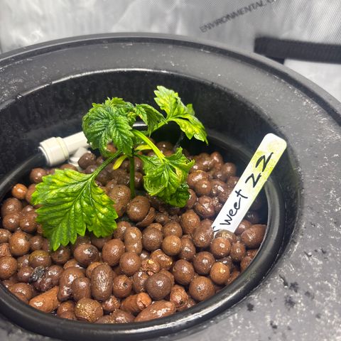 Sweet ZZ #1 growlog timeline photo