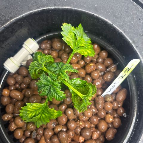 Sweet ZZ #1 growlog timeline photo