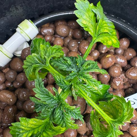 Sweet ZZ #1 growlog timeline photo