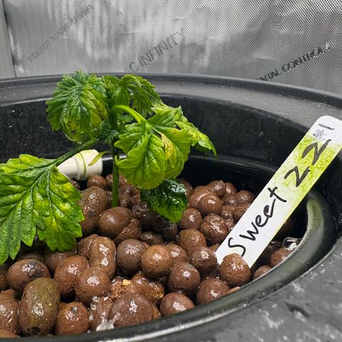 Sweet ZZ #1 growlog timeline photo
