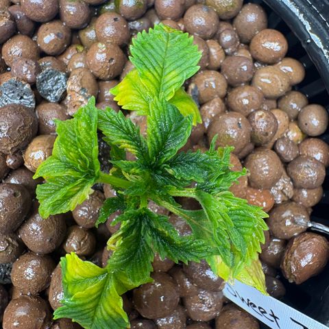Sweet ZZ #2 growlog timeline photo