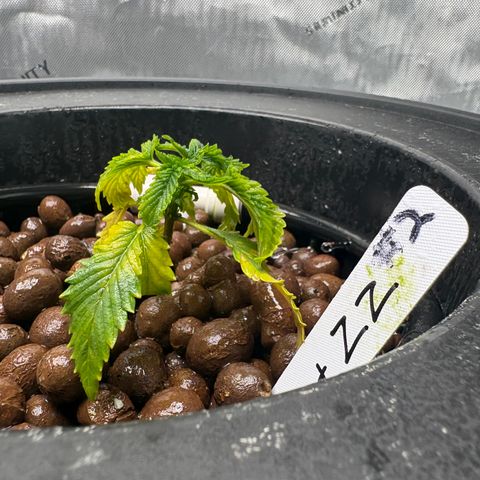 Sweet ZZ #2 growlog timeline photo