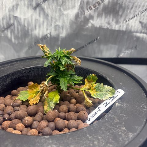 Sweet ZZ #1 growlog timeline photo