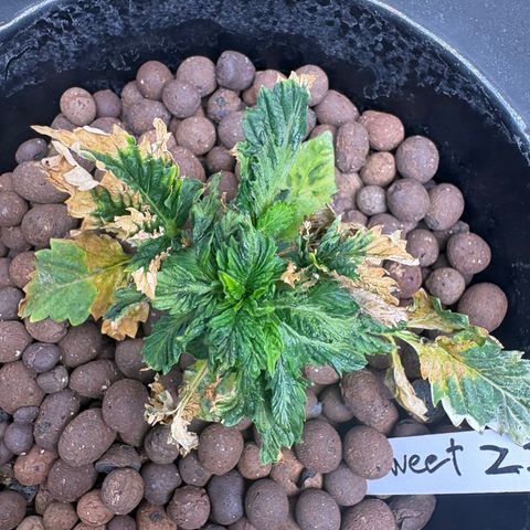Sweet ZZ #1 growlog timeline photo