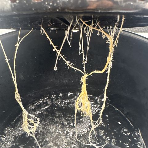 Sweet ZZ #1 growlog timeline photo