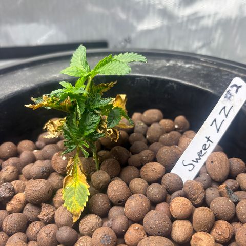 Sweet ZZ #2 growlog timeline photo