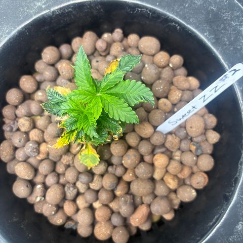 Sweet ZZ #2 growlog timeline photo