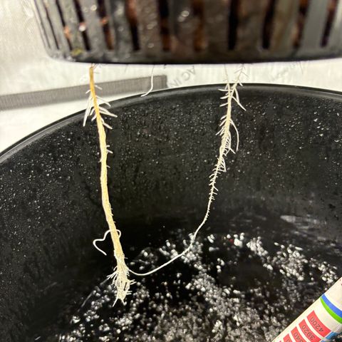 Sweet ZZ #2 growlog timeline photo