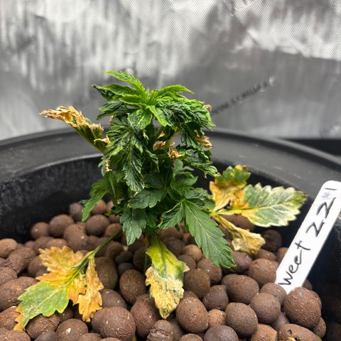 Sweet ZZ #1 growlog timeline photo