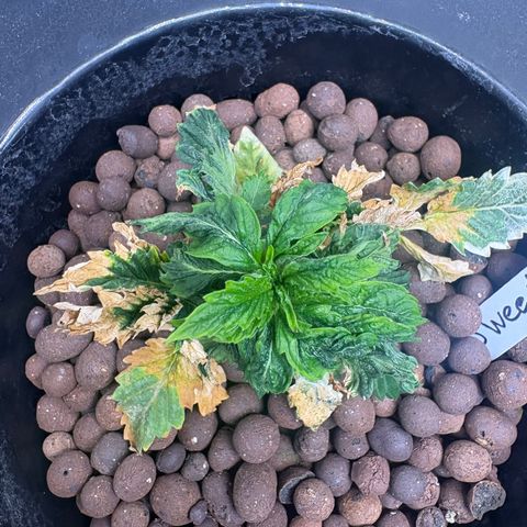 Sweet ZZ #1 growlog timeline photo